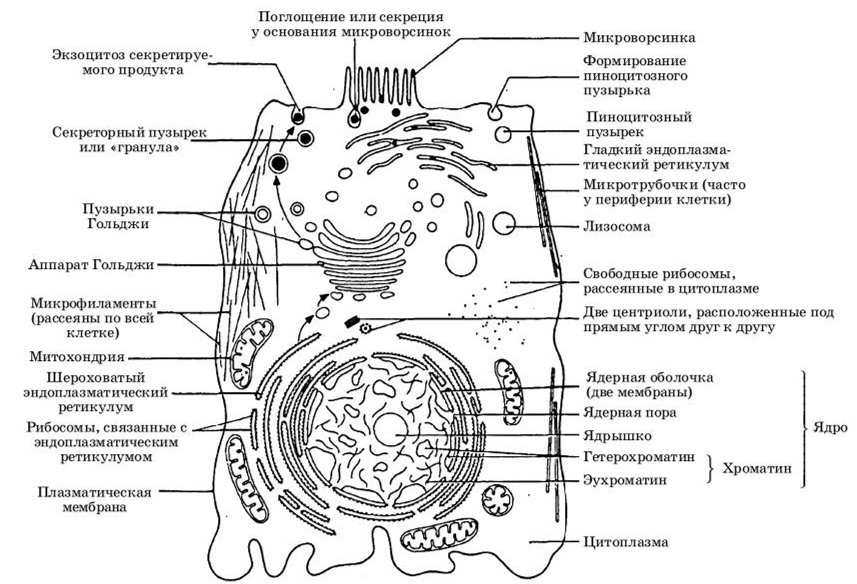 Схема эукариотической клетки