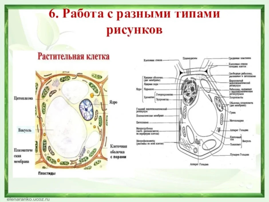Схема растительной клетки